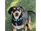 Adopt Max a Black Beagle / Mixed dog in Buellton, CA (38750925)