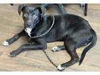 Adopt Luke a Black - with White Labrador Retriever dog in Opelousas