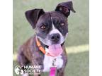 Adopt FREYA a Brindle - with White Boxer / Mixed dog in Tucson, AZ (38716788)