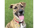 Adopt Lovell a Brown/Chocolate Plott Hound / Mixed dog in Atlanta, GA (38708186)