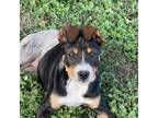 Adopt Chloe a Black Labrador Retriever / Mixed dog in joppa, MD (38738480)