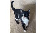 Adopt Coco (Foster) a Black & White or Tuxedo Domestic Shorthair (short coat)