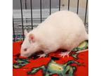 Adopt Heather Mason a Rat small animal in Evansville, IN (38656948)