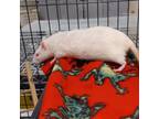 Adopt Princess Peach a Rat small animal in Evansville, IN (38656947)