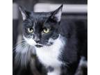 Adopt Isabella a All Black Domestic Shorthair / Mixed cat in Jefferson City