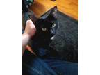 Adopt Liberty a All Black Domestic Shorthair / Mixed (short coat) cat in