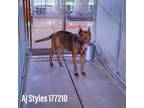 Adopt AJ Styles a Brown/Chocolate Pit Bull Terrier / Mixed dog in Edinburg