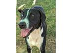 Adopt Egmon a Black Hound (Unknown Type) / Mixed dog in Winchester