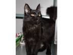 Adopt Sabrina a Black (Mostly) Domestic Mediumhair (medium coat) cat in