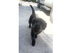 Adopt Biscuit a Black Retriever (Unknown Type) / Fila Brasileiro / Mixed dog in