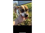 Adopt Liberty a Boxer, Jack Russell Terrier