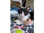 Adopt Henri a Black & White or Tuxedo Domestic Shorthair (short coat) cat in San