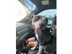 Adopt Asher a American Pit Bull Terrier / Mixed dog in Lake Charles