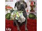 Adopt Lily a Gray/Silver/Salt & Pepper - with Black Pit Bull Terrier / Mixed dog