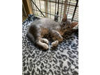 Adopt Phi - ADOPTED FTA a Gray or Blue Domestic Shorthair / Domestic Shorthair /