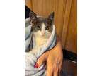Adopt Mathis a Gray or Blue (Mostly) Domestic Shorthair (short coat) cat in San
