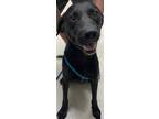 Adopt Pancake a Black Labrador Retriever / Mixed dog in Gulfport, MS (38669446)