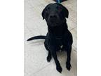 Adopt Elton a Black Labrador Retriever / Mixed dog in Gulfport, MS (38669182)