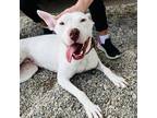 Adopt Aspen a White - with Tan, Yellow or Fawn Bull Terrier / Mixed Breed