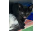Adopt Flapjack a All Black Domestic Shorthair (short coat) cat in Newport