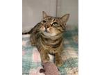 Adopt Whiplash a Brown or Chocolate Domestic Shorthair / Domestic Shorthair /