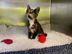 Adopt Eden a Calico or Dilute Calico Domestic Shorthair (short coat) cat in