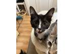 Adopt Peppi a Black & White or Tuxedo Domestic Shorthair (short coat) cat in