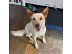Adopt Yote a Red/Golden/Orange/Chestnut Australian Cattle Dog / Mixed dog in