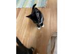 Adopt Bobby Joe a Black & White or Tuxedo Domestic Shorthair (short coat) cat in