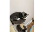 Adopt Barney a Gray, Blue or Silver Tabby Domestic Mediumhair (medium coat) cat