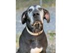 Adopt Lou a Black - with White Great Dane / Mixed dog in Fleetwood