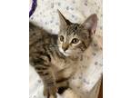 Adopt Minouche a Tan or Fawn Tabby Domestic Shorthair (short coat) cat in Garden