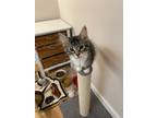 Adopt Mellow a Tan or Fawn Tabby Domestic Mediumhair (medium coat) cat in Garden