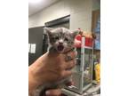 Adopt Tipsy a Gray or Blue Domestic Mediumhair / Domestic Shorthair / Mixed cat
