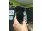 Adopt Turvy a All Black Domestic Mediumhair / Domestic Shorthair / Mixed cat in