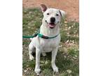 Adopt Gomez a American Staffordshire Terrier / Retriever (Unknown Type) dog in