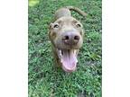 Adopt Rococo a Brown/Chocolate Labrador Retriever / Mixed dog in Heber Springs