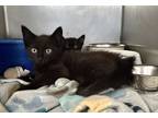 Adopt Grover a All Black Domestic Shorthair (short coat) cat in Newport