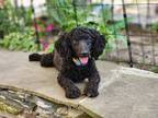 Adopt Sydney a Black Miniature Poodle / Mixed dog in Virginia beach