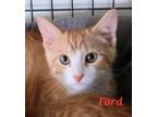 Adopt Ford a Orange or Red (Mostly) Domestic Shorthair (short coat) cat in