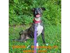 Adopt Cupcake a Brindle American Pit Bull Terrier / Mixed dog in Stroudsburg