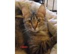 Adopt Candy a Tiger Striped Domestic Shorthair (short coat) cat in Colfax