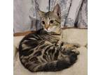Adopt Harriet Potter a Brown Tabby Domestic Shorthair (short coat) cat in