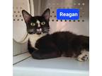 Adopt Reagan a Black & White or Tuxedo Domestic Shorthair (short coat) cat in
