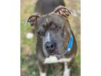 Adopt Poseiden a Gray/Silver/Salt & Pepper - with White American Pit Bull