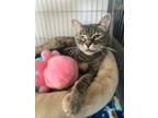 Adopt Roslyn a Domestic Shorthair / Mixed (short coat) cat in Shreveport