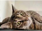 Adopt Latte a Domestic Shorthair / Mixed (short coat) cat in Shreveport