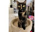 Adopt Fajita a Domestic Shorthair / Mixed (short coat) cat in Shreveport