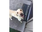 Adopt Leonard a Tan/Yellow/Fawn Labrador Retriever / Mixed dog in Alexandria