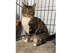 Adopt Lemon a Domestic Shorthair / Mixed (short coat) cat in Glenfield